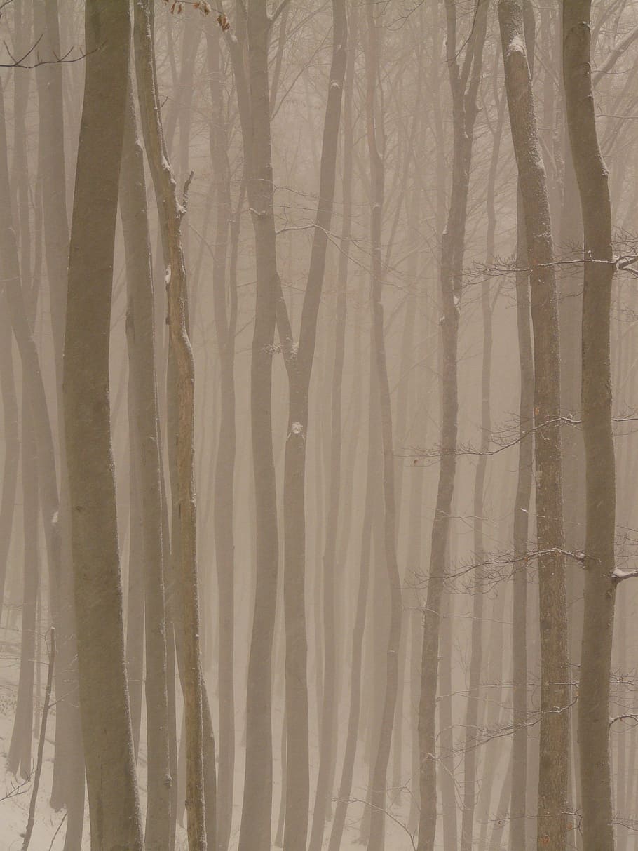 tall trees under foggy weather, tree trunks, haze, cold, winter HD wallpaper