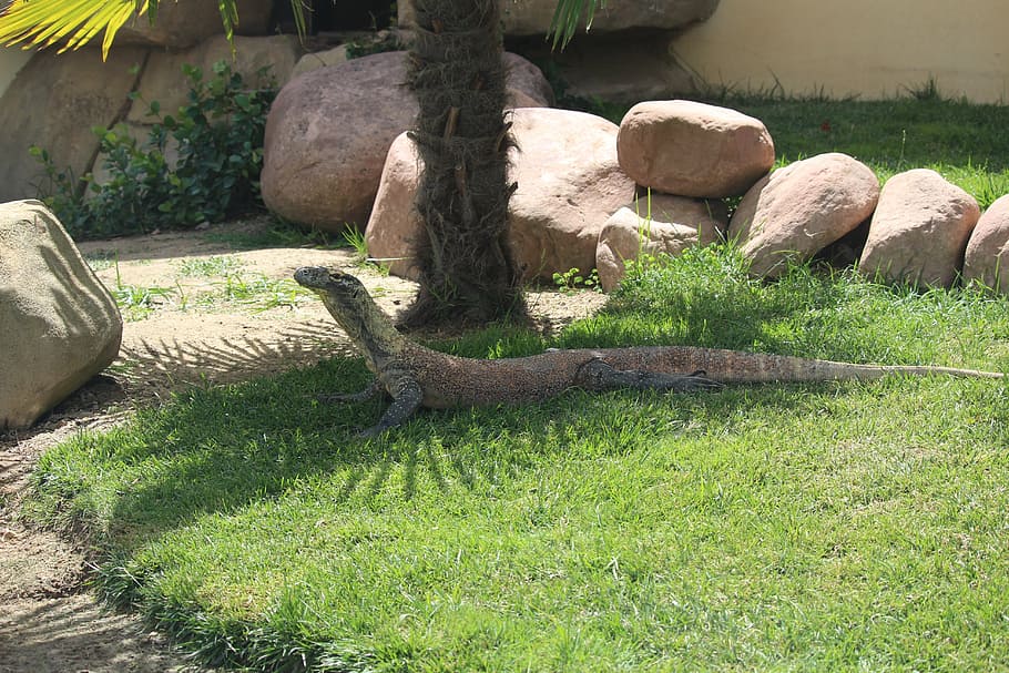 dragon, comfortable, zoo, plant, nature, day, no people, animal themes HD wallpaper