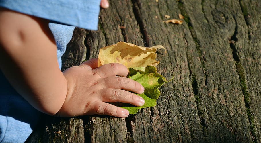 Child'S, Hand, Access, Feel, child's hand, experience nature HD wallpaper