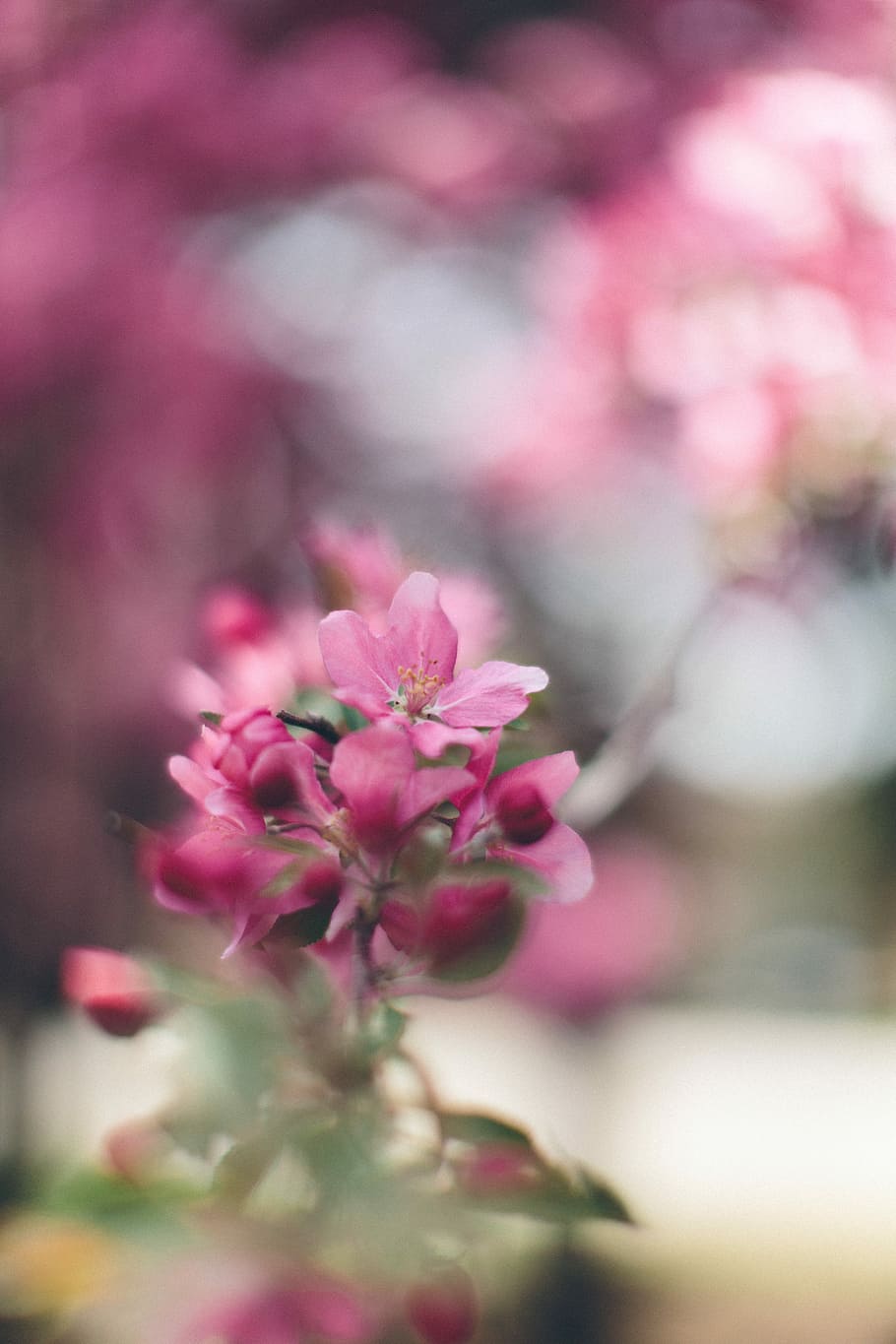 pink petaled flower selective focus photography, bloom, spring HD wallpaper