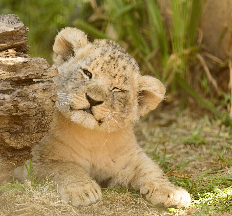 wildlife photography of cub, lion cub, adorable, cute, close HD wallpaper