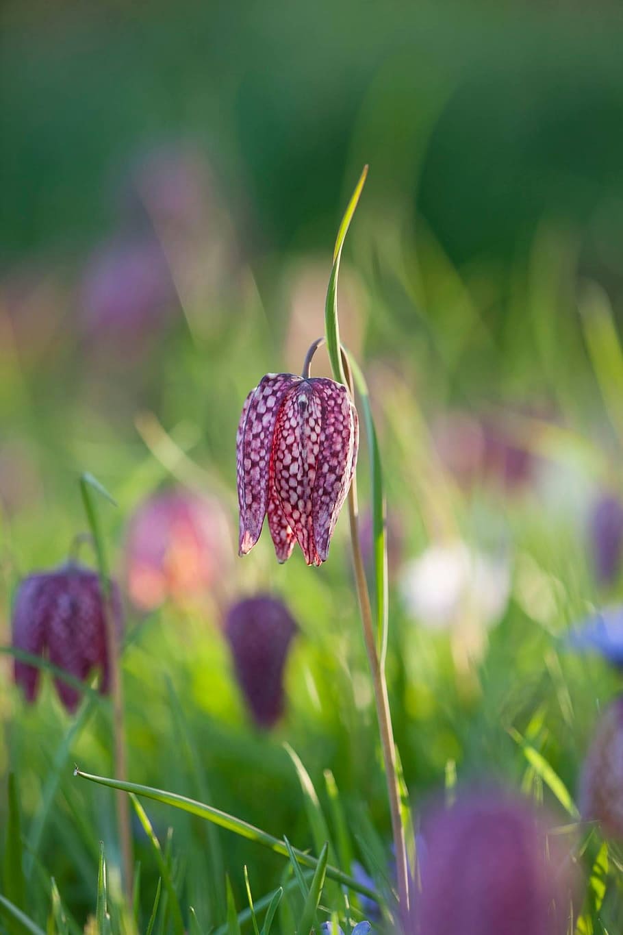 flower in flower, winter, light, plant, flowering plant, growth HD wallpaper