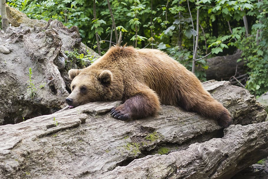 brown bear lying on brown tree, predator, zoo, fur, animal HD wallpaper