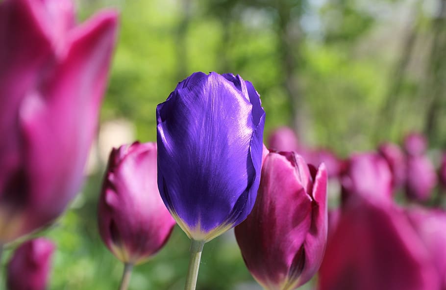 selective focus photography of purple tulip, flower, unique HD wallpaper