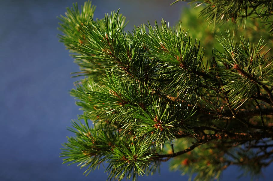 pine, forest, nature, tree, landscape, forest trees, wood, green HD wallpaper