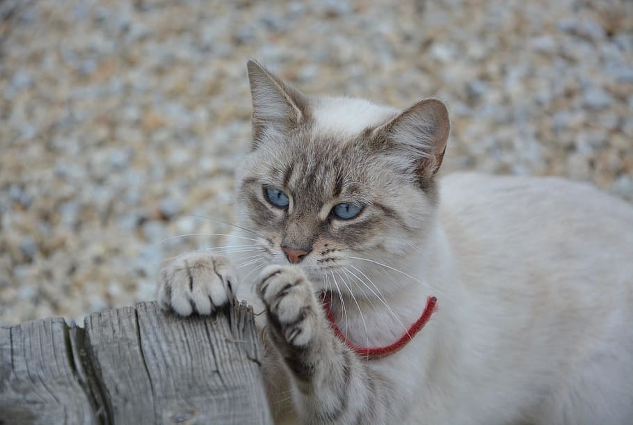 selective focus photo of brown and white cat, claws, do claw HD wallpaper