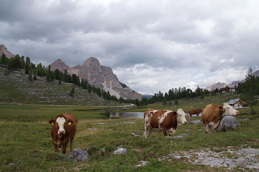 cows, gray, mountain, excursion, livestock, domestic animals HD wallpaper