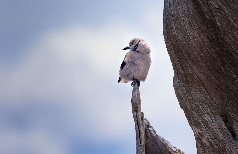 white bird perched on branch during daytime, selective focus photography of bird perching on post HD wallpaper