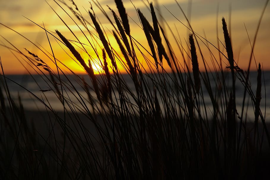 midnight sun, sunset, reeds, sea, sky, beauty in nature, tranquility, HD wallpaper
