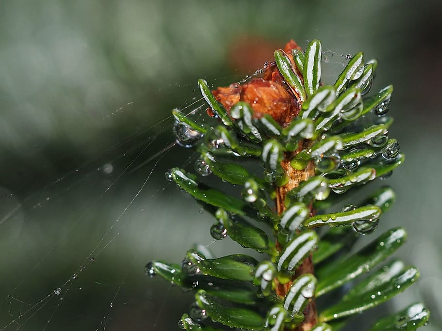 twig, web, needles, dew, drops, twigs, nature, close-up, plant HD wallpaper