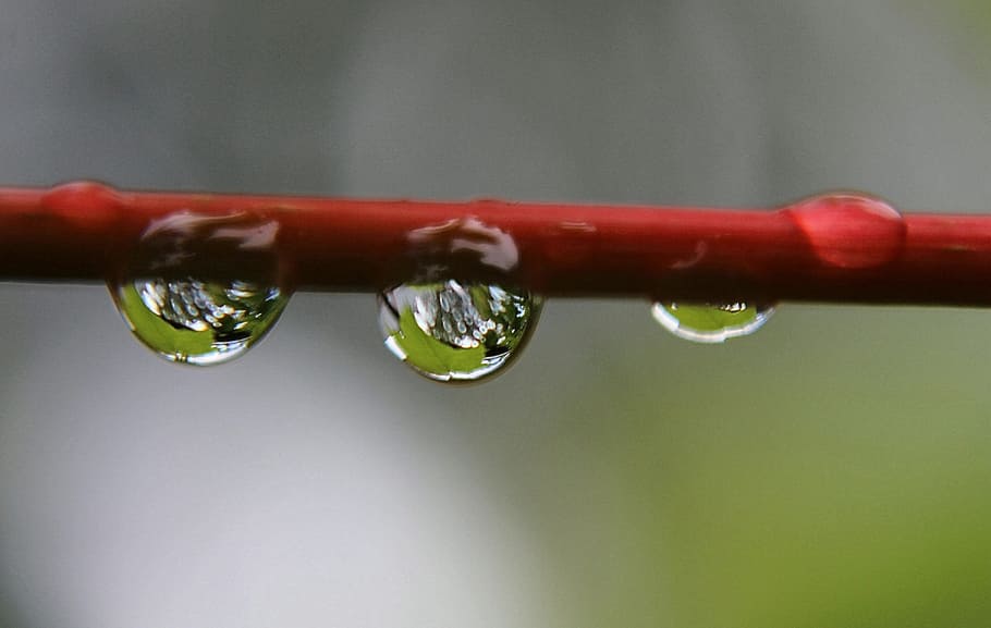 selective photo of red tree branch with water droplets, drip HD wallpaper