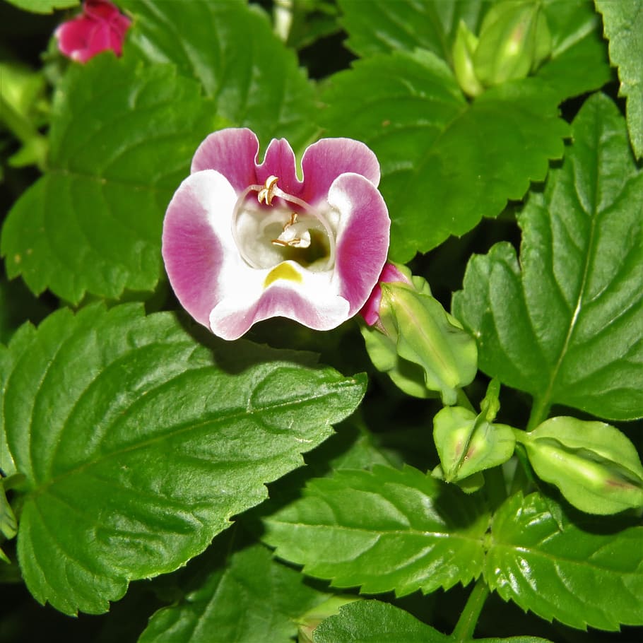 pink, flower, bloom, green, leaf, plant part, flowering plant HD wallpaper