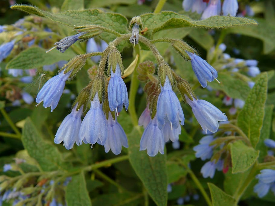 rough comfrey, flower, blue, symphytum asperum, caucasus feverfew, HD wallpaper
