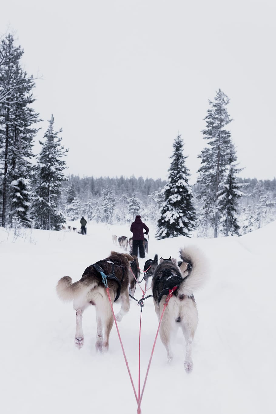 dogs pulling person on snow, person being pulled by snow dogs HD wallpaper