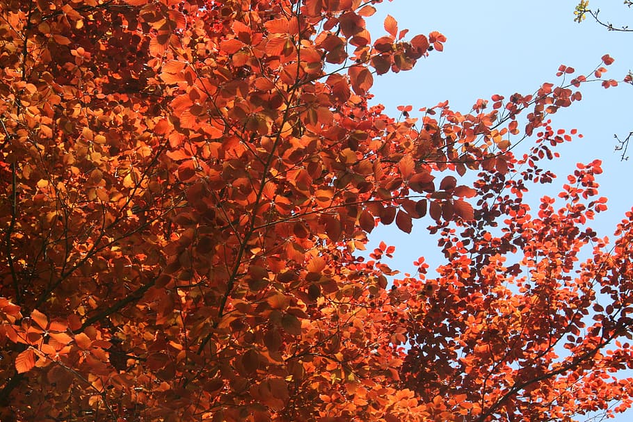 tree, nature, red, leaves, sunlight, spring, autumn, change HD wallpaper