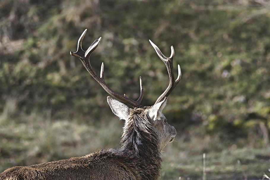 brown deer during daytime, animal, tree, plant, nature, leaves HD wallpaper