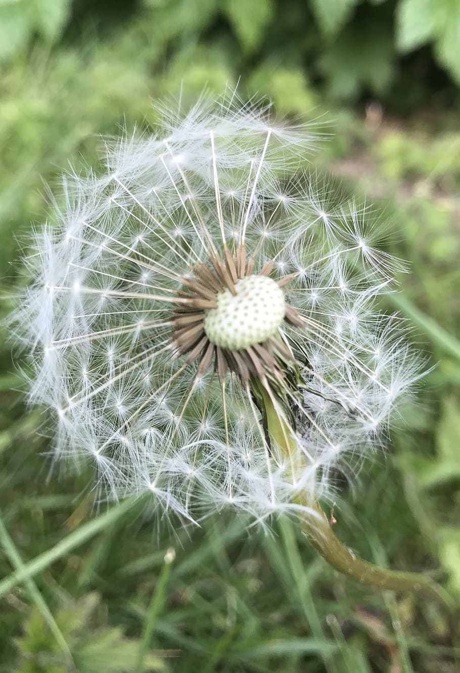 dandelion, clock, nature, flower, plant, summer, spring, seed HD wallpaper