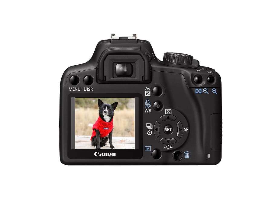 camera, dog, picture, image, exposure, posing, sitting, isolated HD wallpaper