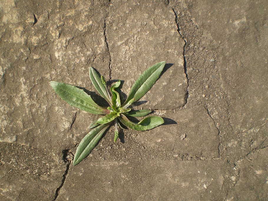 soil, plant, wild, nature, growth, leaf, dirt, agriculture HD wallpaper