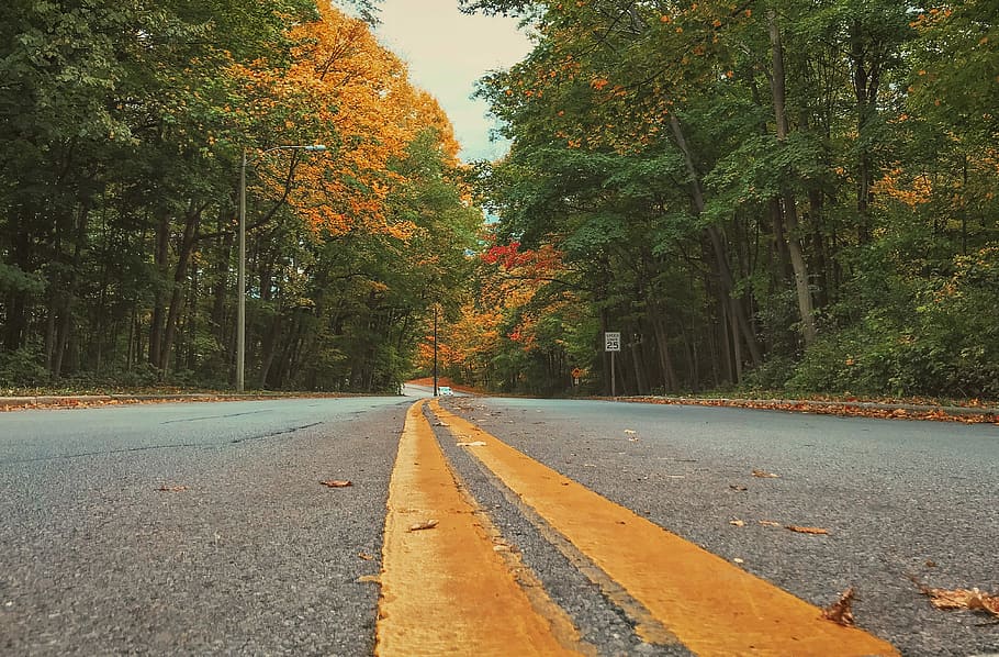 asphalt road, concrete road in forest, line, yellow line, tree HD wallpaper