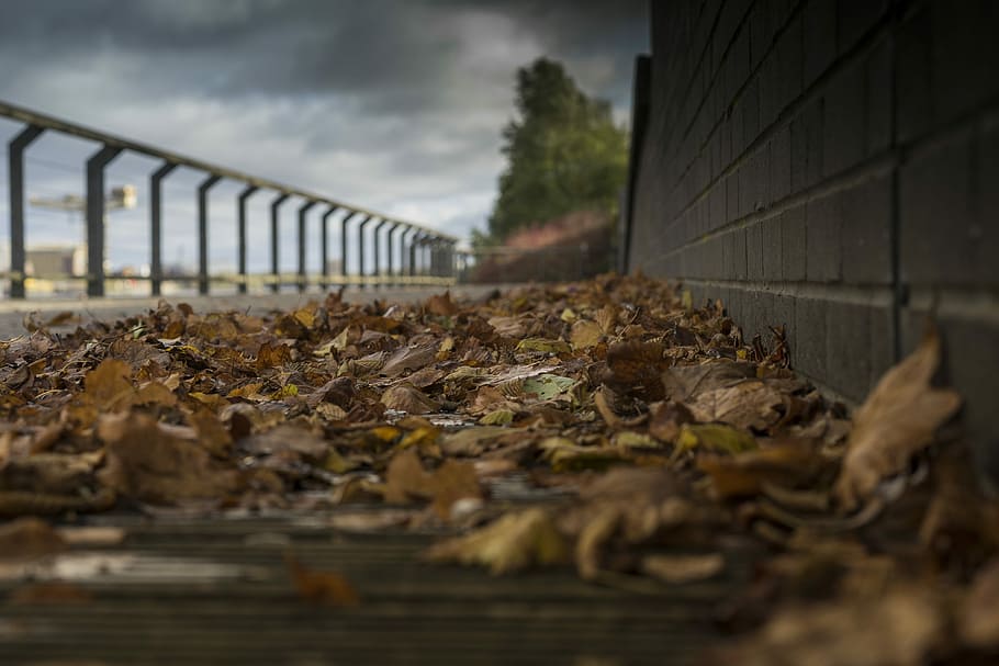 shallow focus photography of dried leaves on floor, dried brown maple leaves placed near wall HD wallpaper