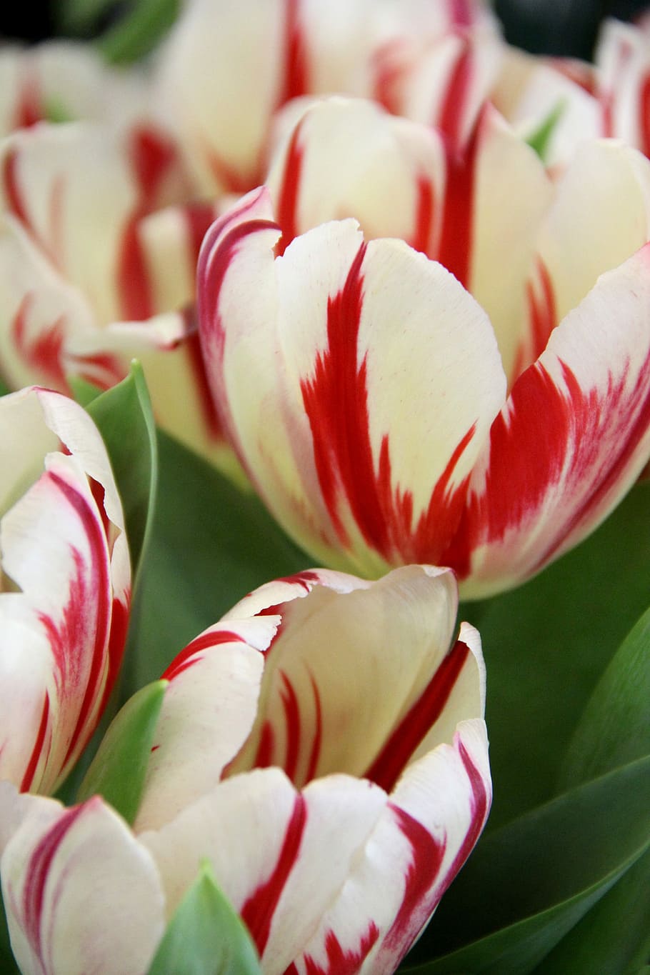 Tulips, Flower, red, spring, flowers, close-up, freshness, no people HD wallpaper