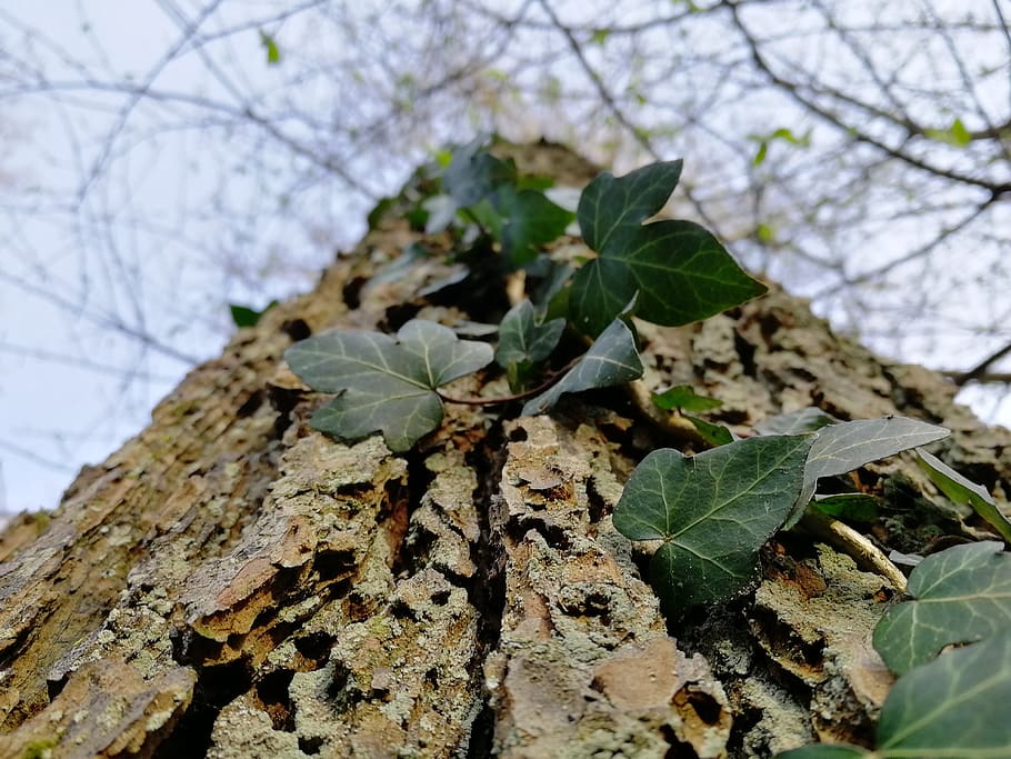 tree, nature, leaf, outdoor, plant part, growth, day, focus on foreground HD wallpaper