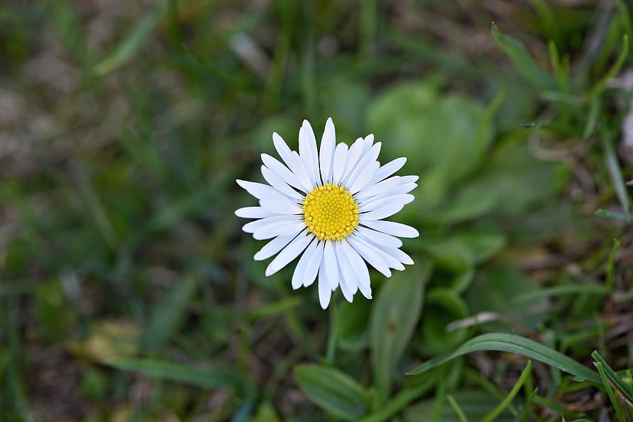 Daisy, Flower, White, pointed flower, early bloomer, garden HD wallpaper