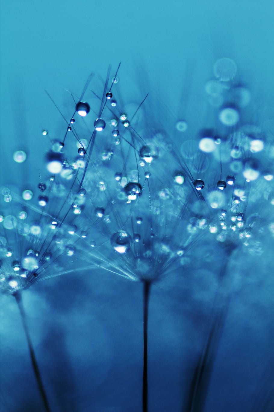 tilt shift lens photography of water droplets, dandelion, seeds