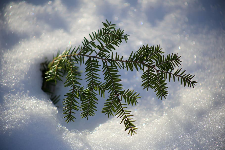 green christmas tree, blue, branches, pines, snow, white, winter HD wallpaper