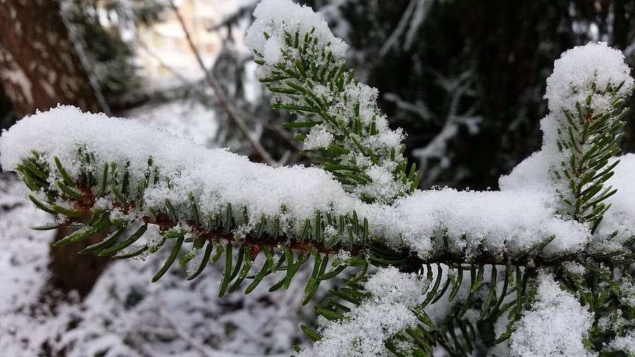 fir, branch, snow, pine needles, tannenzweig, forest, winter HD wallpaper