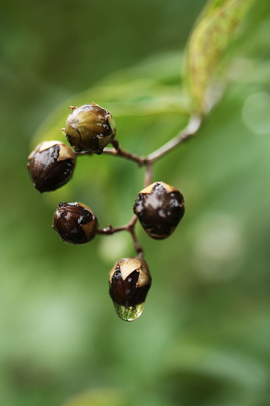 plant, drop, macro, rain, beautiful, water, wet, photography HD wallpaper