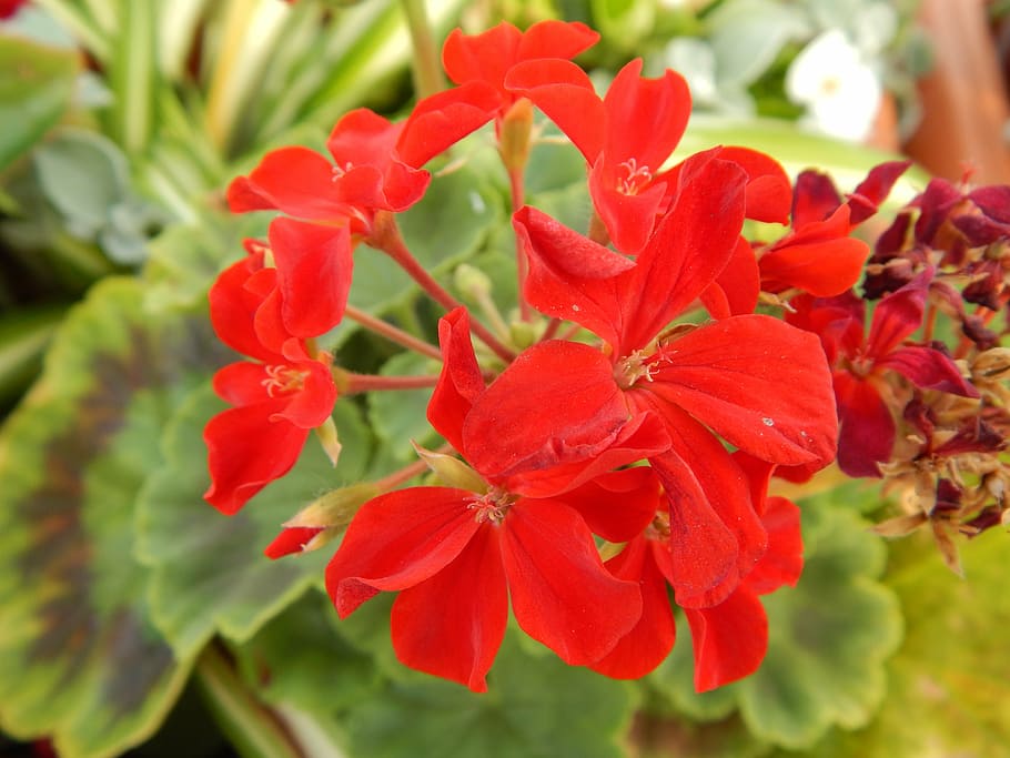 geranium, flower, plant, flowering plant, beauty in nature HD wallpaper