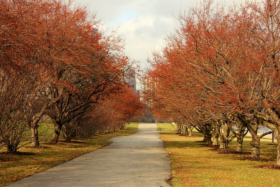 fall, autumn, winter, park, leaves, portrait, season, outdoors HD wallpaper