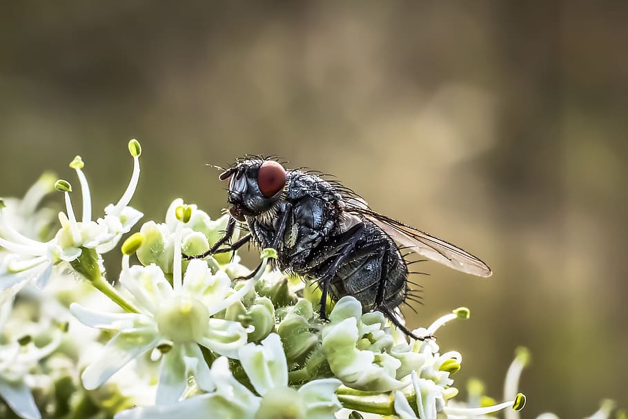 fly, housefly, insect, close, macro, animal, wing, common housefly HD wallpaper