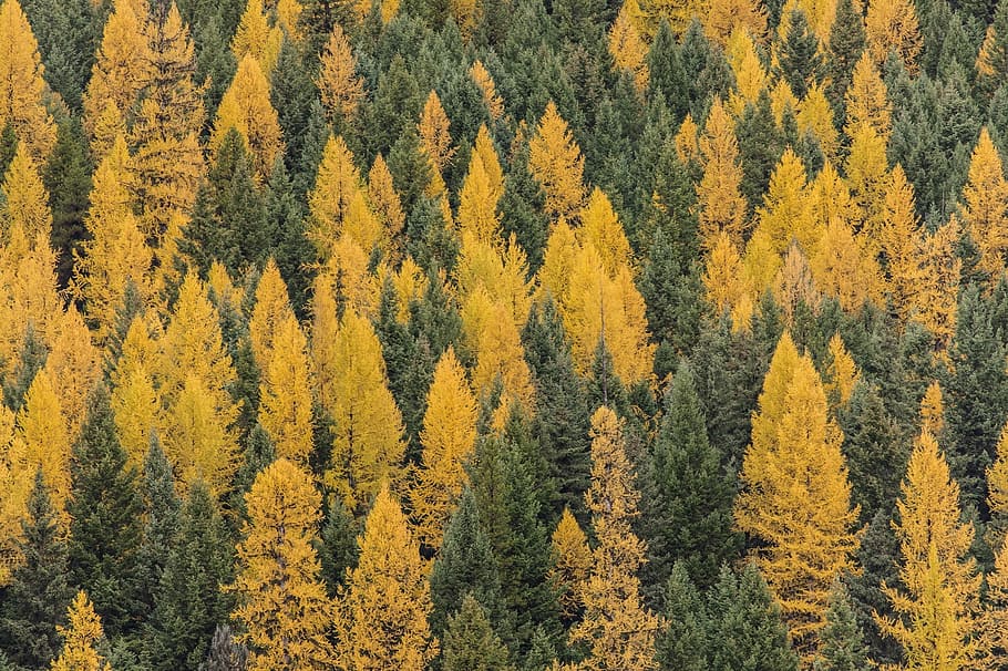 aerial photography of yellow and green trees during daytime HD wallpaper