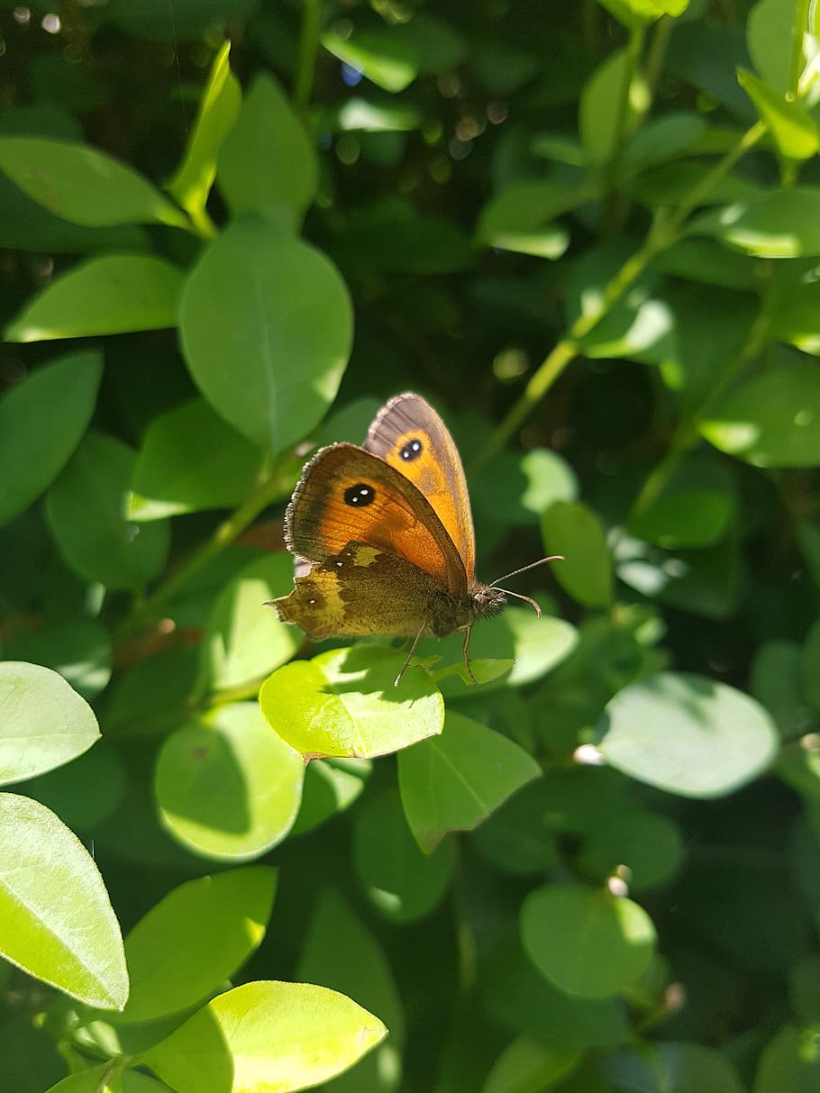 nature, leaf, flora, butterfly, garden, animal themes, one animal HD wallpaper