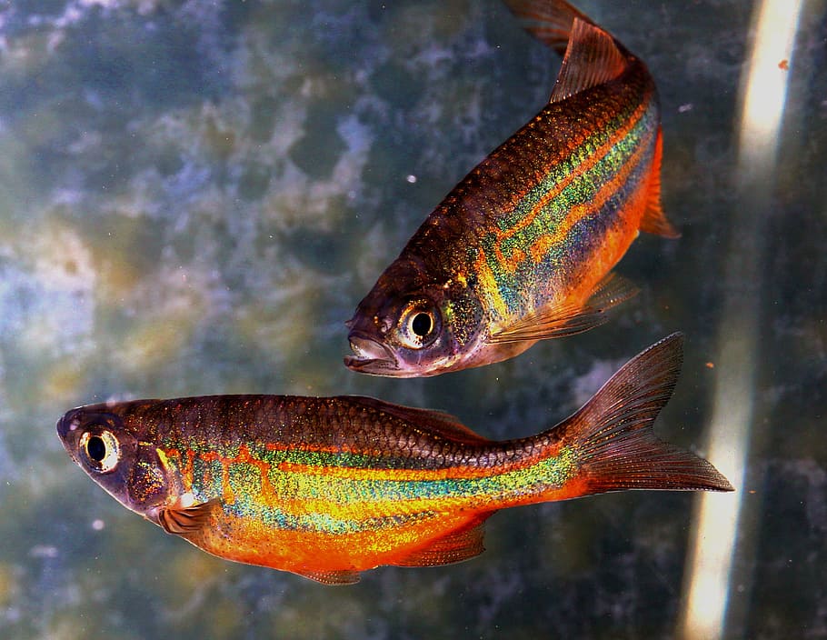two orange Siamese fish, Rainbow, Danio, Swim, Scales, water HD wallpaper