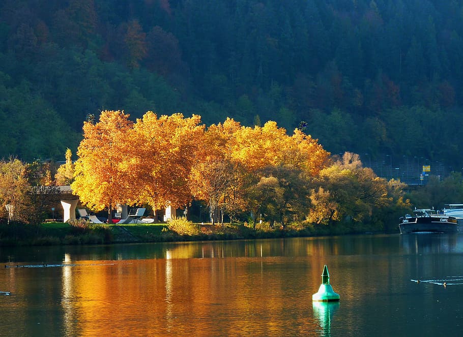 trees, leaf, leaves, colorful, farbenrausch, coloring, golden HD wallpaper