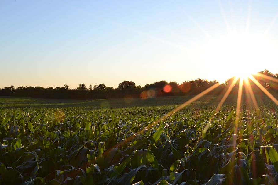 corn field under clear sky, green plants during daytime, photo HD wallpaper