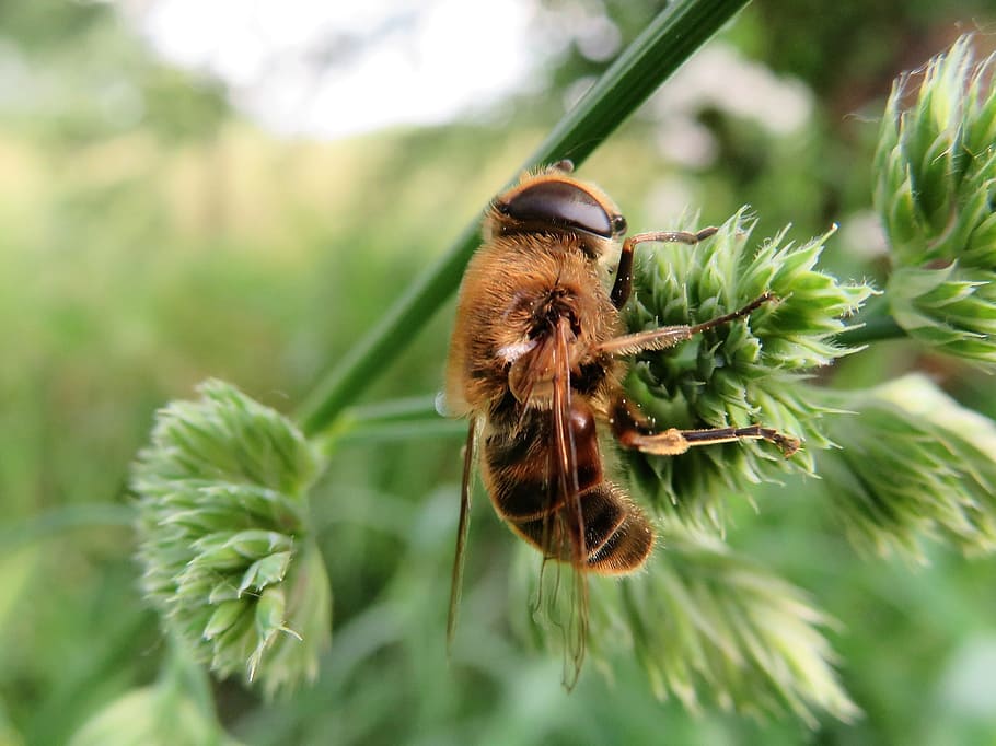 nature, insects, macro, animal, invertebrate, animal themes HD wallpaper