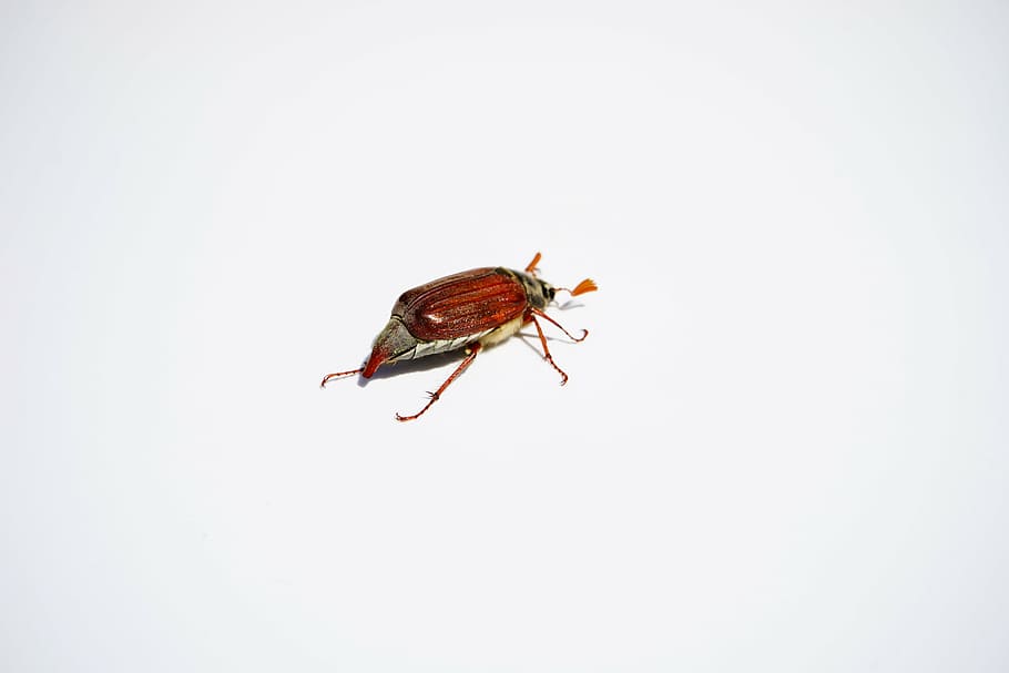 maikäfer, cockchafer, beetle, insect, krabbeltier, spring, HD wallpaper