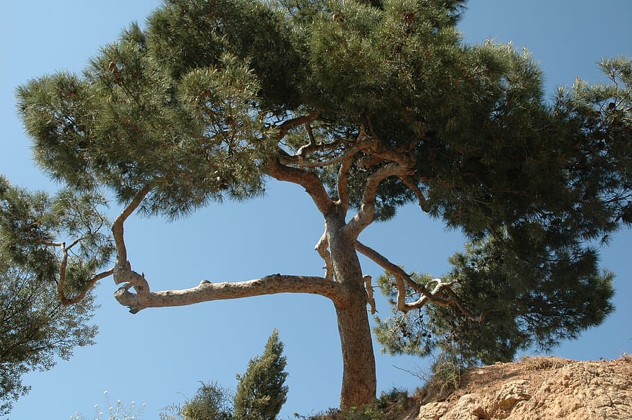 pine, tree, summer, forest, pines, pine needles, plant, sky HD wallpaper