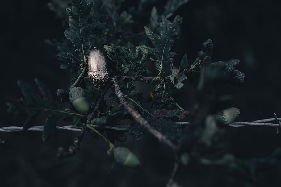 green string lights, four acorns on green leaf tree, silver, branch HD wallpaper
