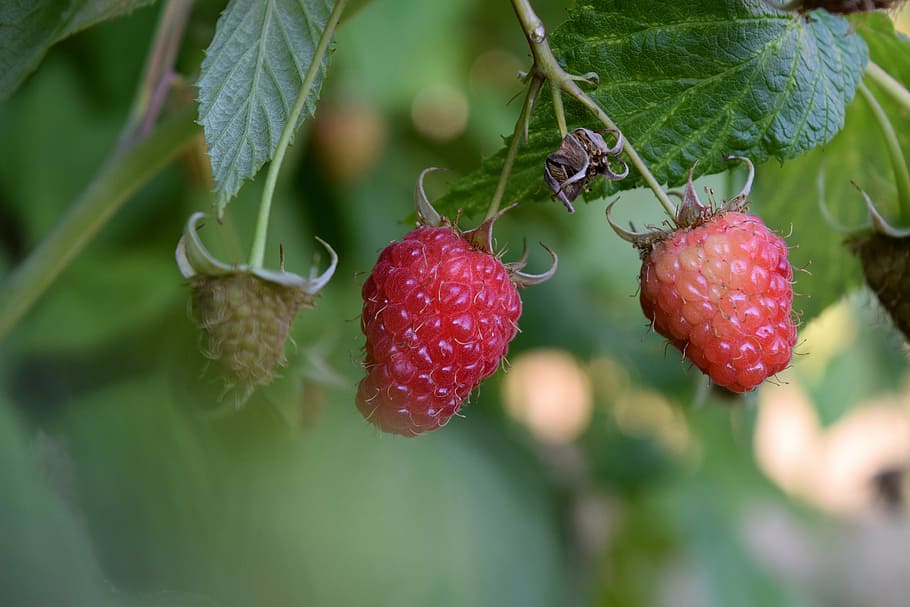 raspberry, red, nature, food, fruit, fresh, healthy, sweet HD wallpaper