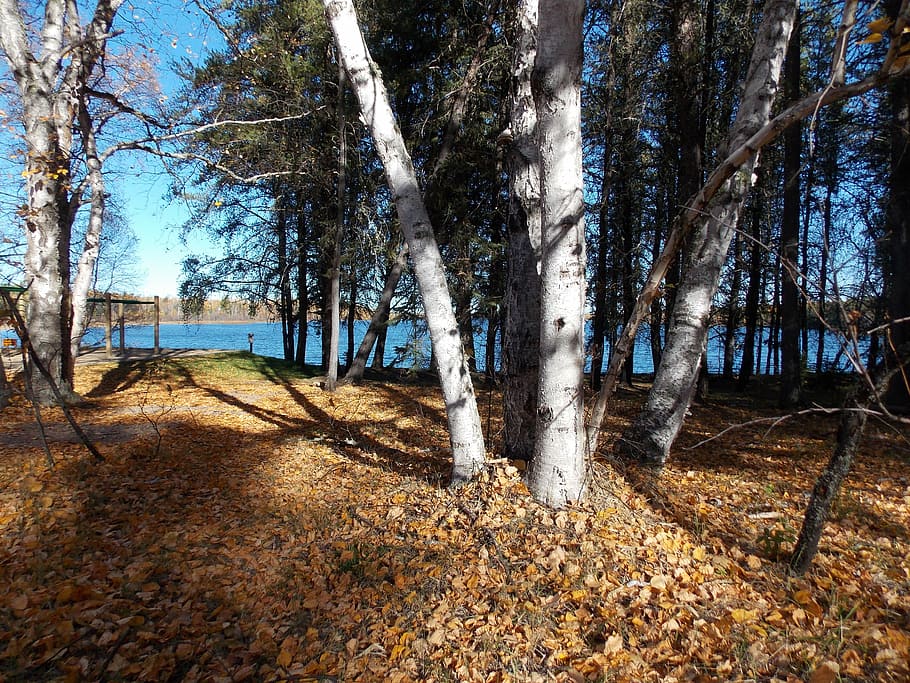 trees, lake, landscape, sky, blue, outdoor, scenic, autumn HD wallpaper
