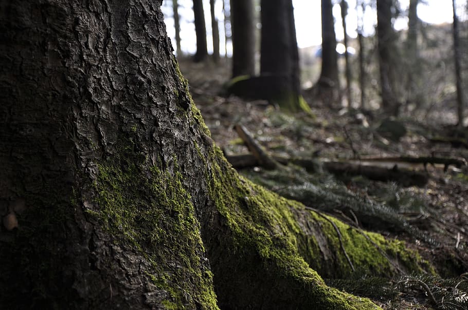 Forest, Duster, Brown, Gloomy, Nature, trees, landscape, dark HD wallpaper