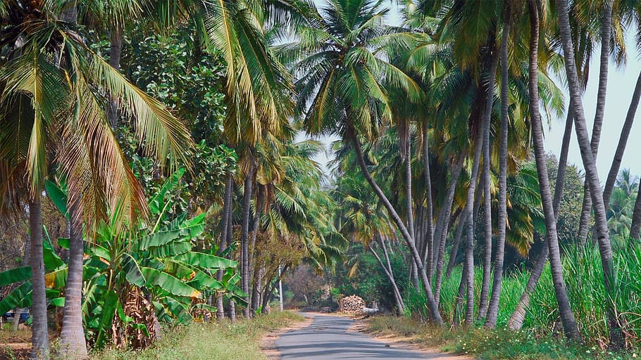 nature, landscape, coconut, tree, outdoors, forest, tropical Climate HD wallpaper
