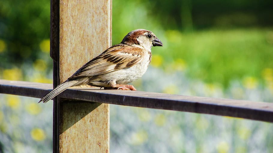 sparrow, bird, sitting, looking, nature, animal, animal themes HD wallpaper