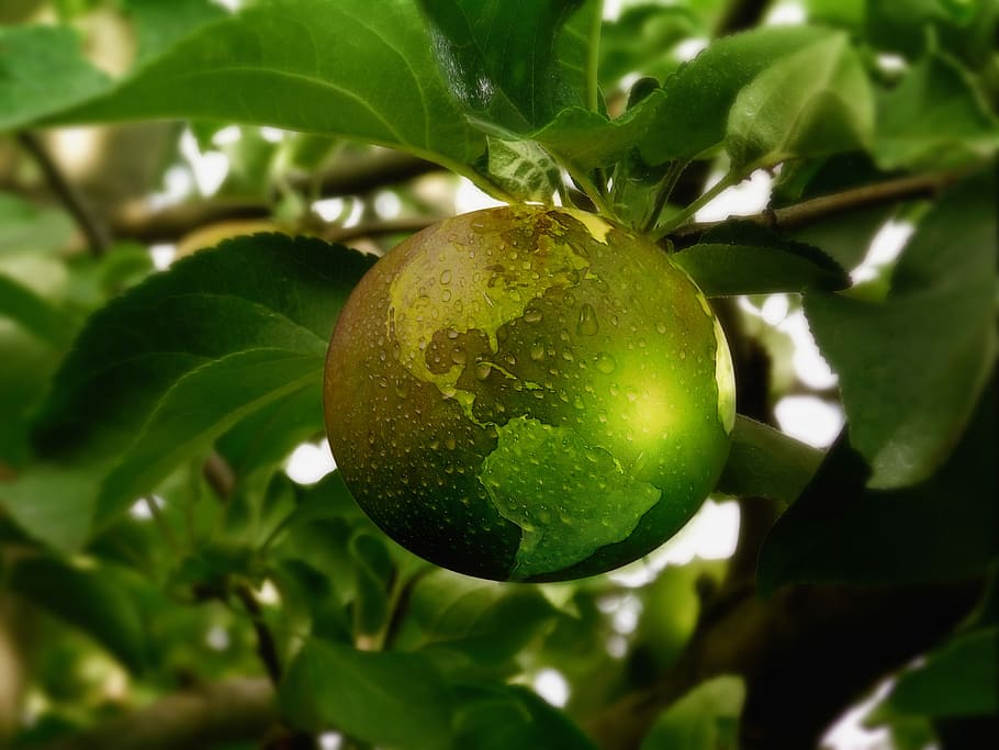 shallow focus photography of green fruit, sustainability, energy HD wallpaper